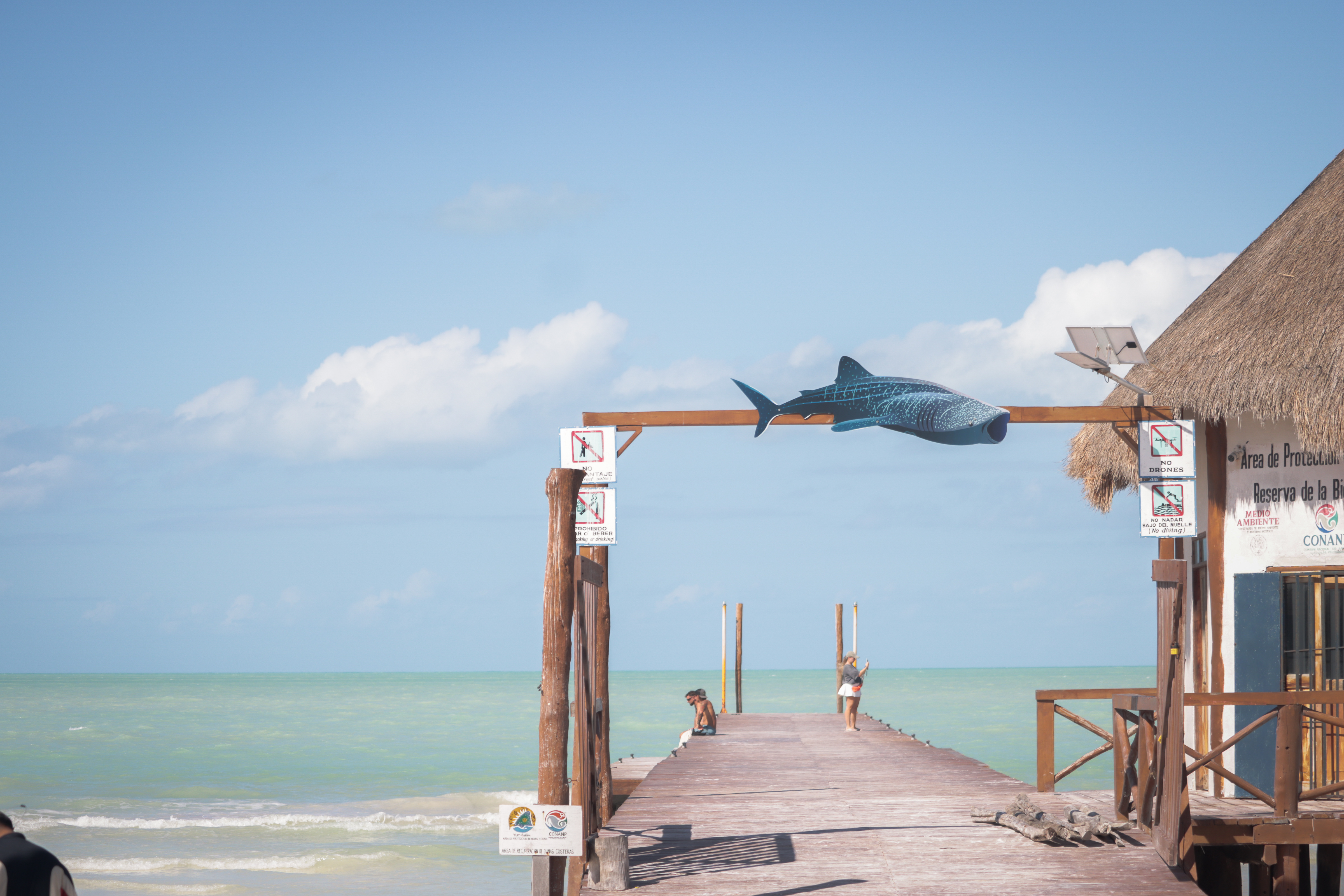 Tiburón ballena en Holbox
