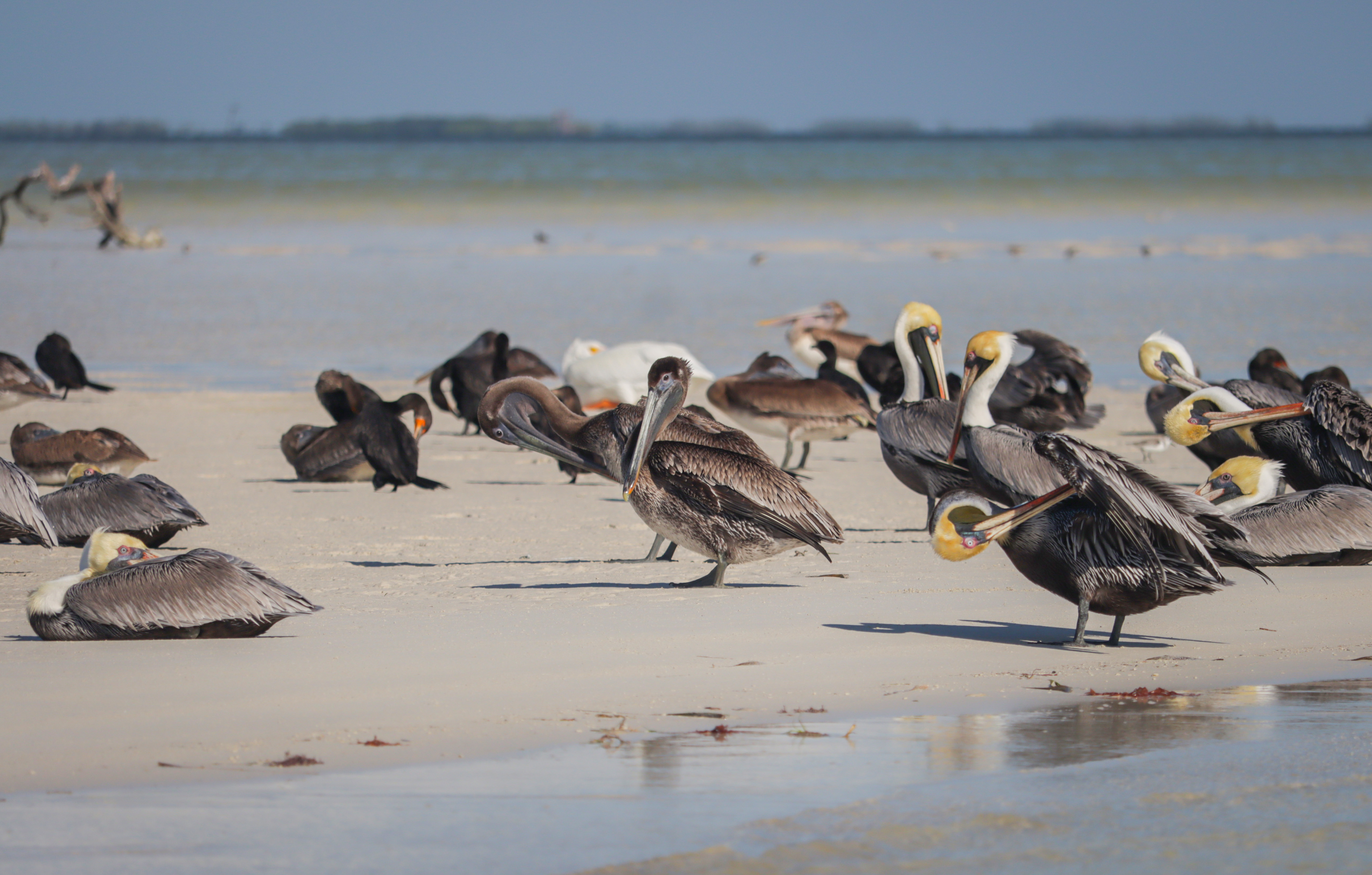 Pelícanos en Holbox