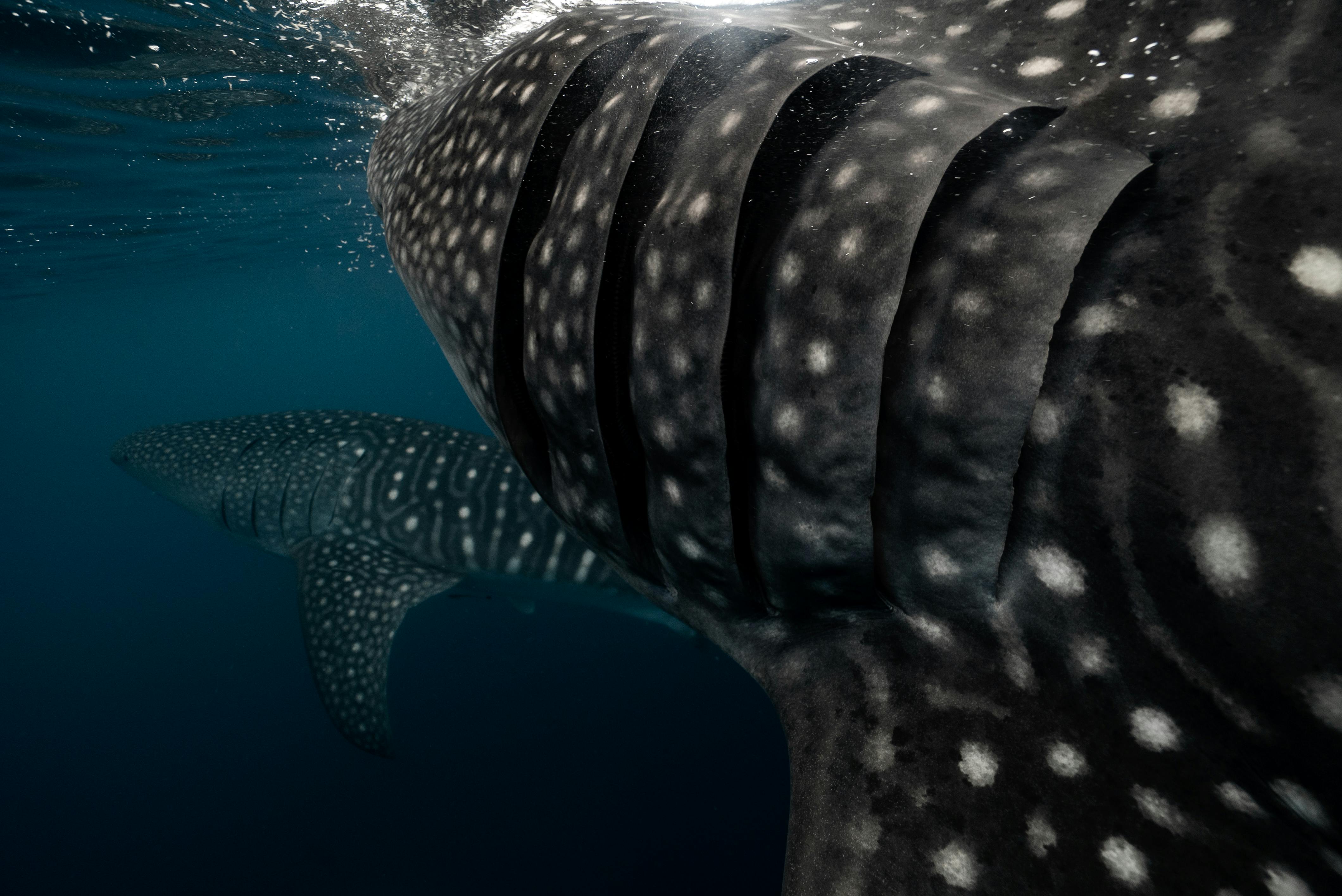 Tiburón ballena en Holbox